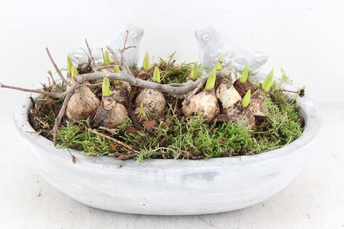 <h4>arr4 Muscari JS - Vogel ovaal x3</h4>