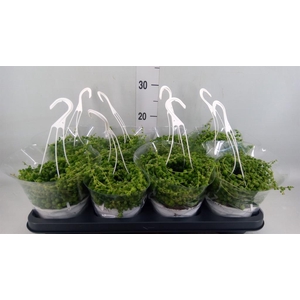Senecio rowleyanus
