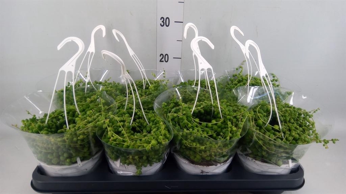 <h4>Senecio rowleyanus</h4>