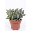 Kalanchoe tomentosa