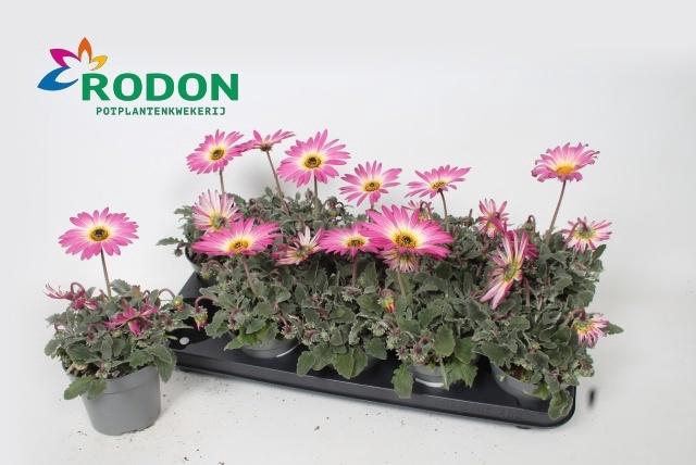 <h4>ARCTOTIS OP ROSE</h4>