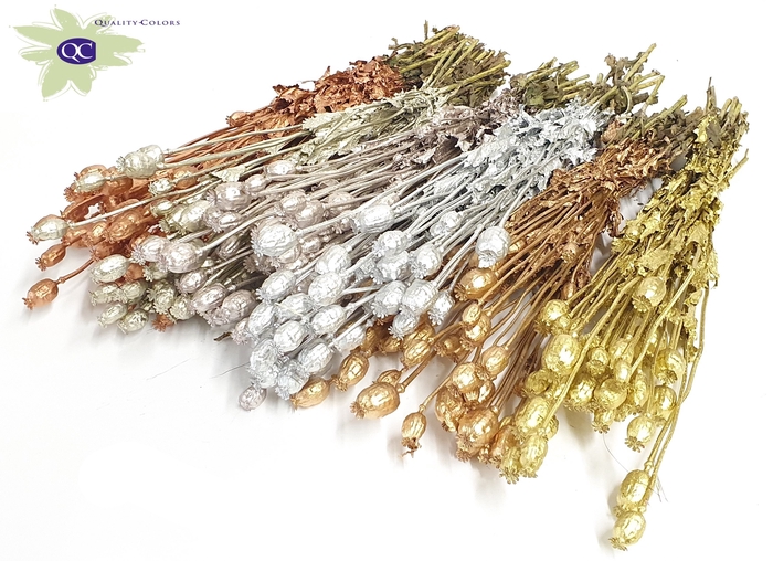 <h4>Papaver per bunch Mixed colours Metallic</h4>