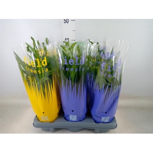 Freesia   ...