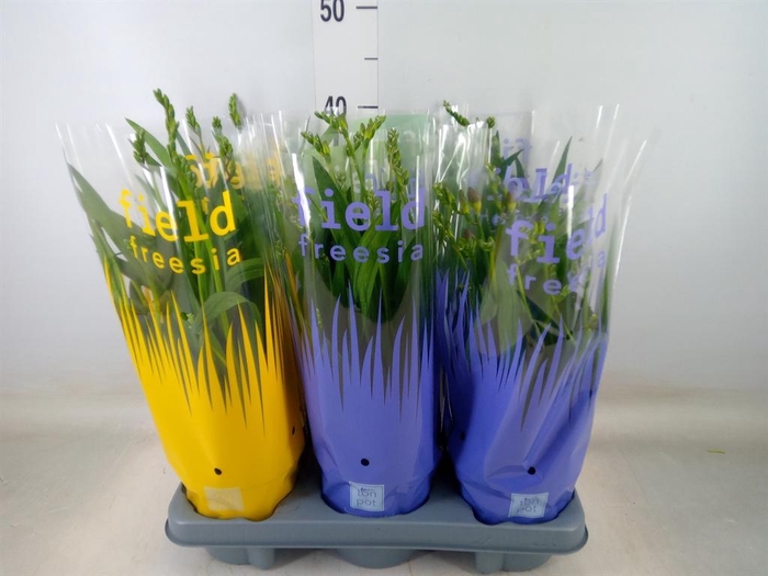 <h4>Freesia   ...</h4>