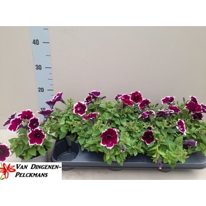 PET DB PURPLE SURFIN