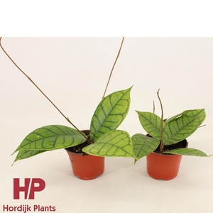 Hoya callistophylla 'KAL 16' P9