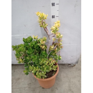 Crassula ovata 'Sunset'