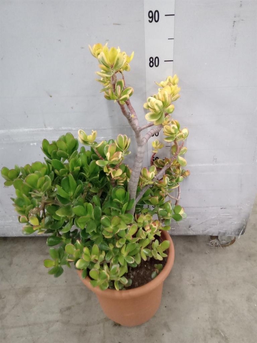 <h4>Crassula ovata 'Sunset'</h4>