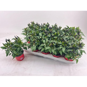 Capsicum Dark Red