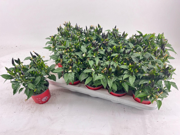 <h4>Capsicum Dark Red</h4>