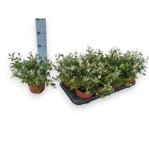 EUONYMUS FO HARLEQUI