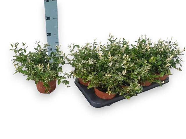 <h4>EUONYMUS FO HARLEQUI</h4>
