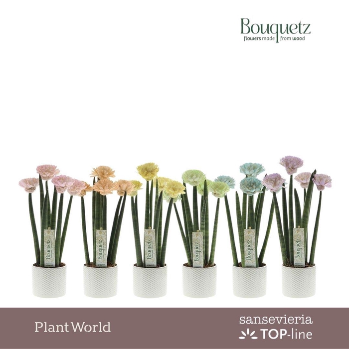 <h4>Sansevieria TOP-line Bouquetz Pastel Mix in Dots keramiek P8,5</h4>