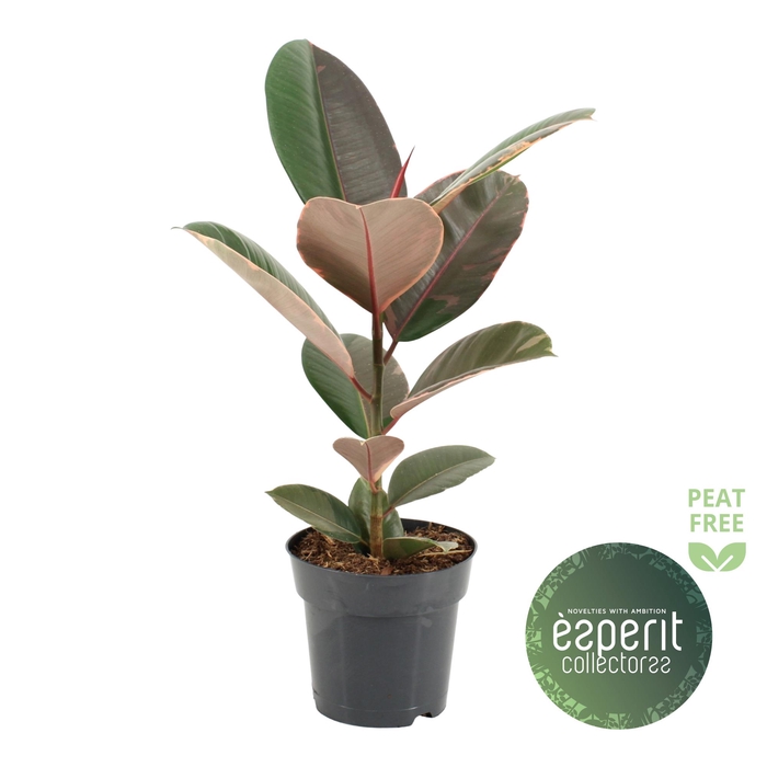 <h4>Ficus elastica Pink Camouflage®</h4>