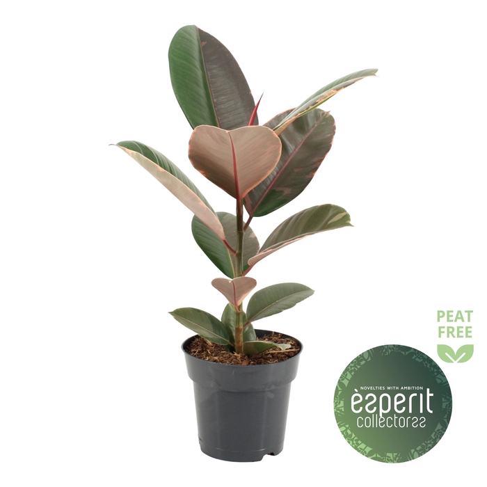 <h4>Ficus elastica Pink Camouflage®</h4>