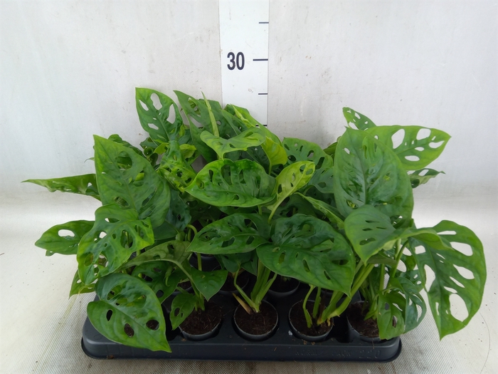 <h4>Monstera obliqua 'Monkey Mask'</h4>