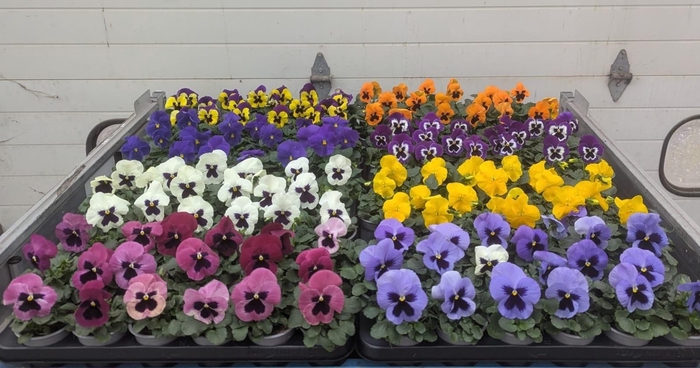 <h4>VIO WI DELTA GEM</h4>