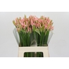 Nerine Vesta K