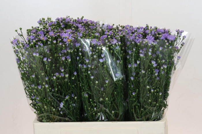 <h4>Aster Cassandra</h4>