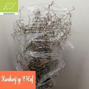 <h4>CORYL AV CONTORTA</h4>