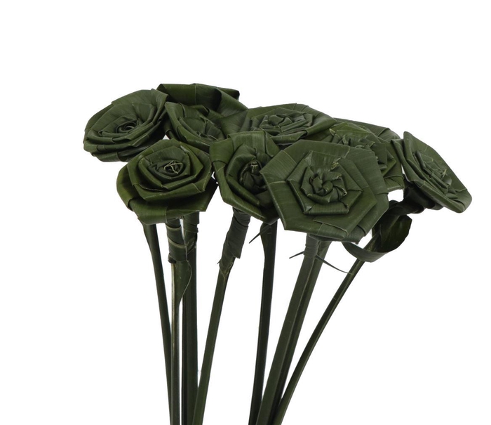 <h4>Aspidistra Rozen Small</h4>