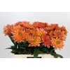 Dahlia Dr Phil