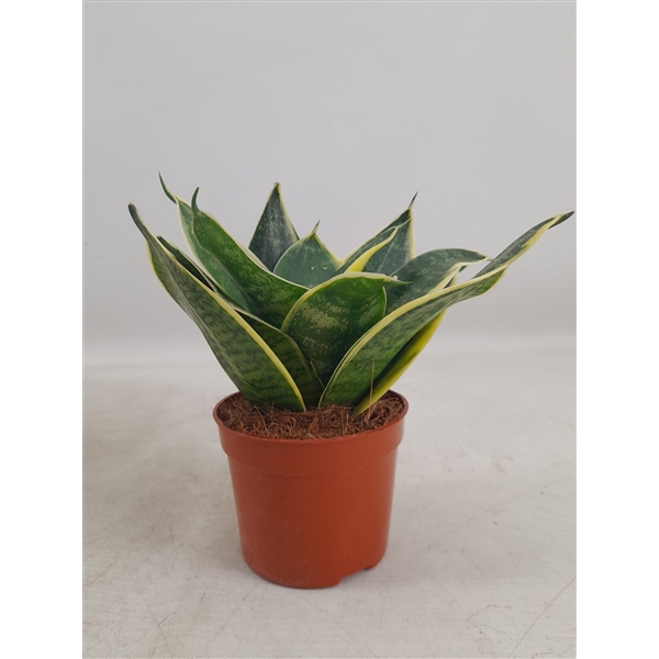 <h4>Sansevieria Hahnii 9 cm Super Hahnii(Decorum)</h4>