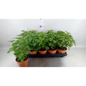 Ocimum   ...