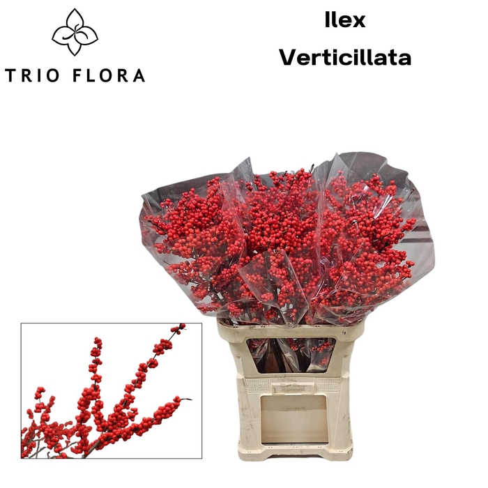 <h4>ILEX VE RODE BES 90 cm 997</h4>