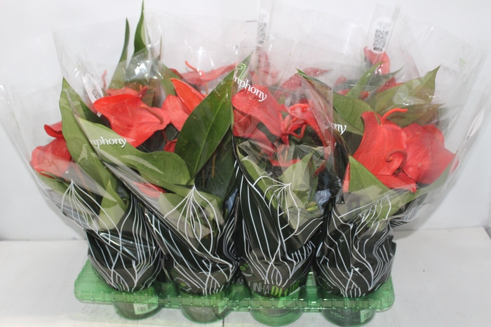 <h4>ANTHURIUM SCHERZERIANUM CHRISTINE P15</h4>