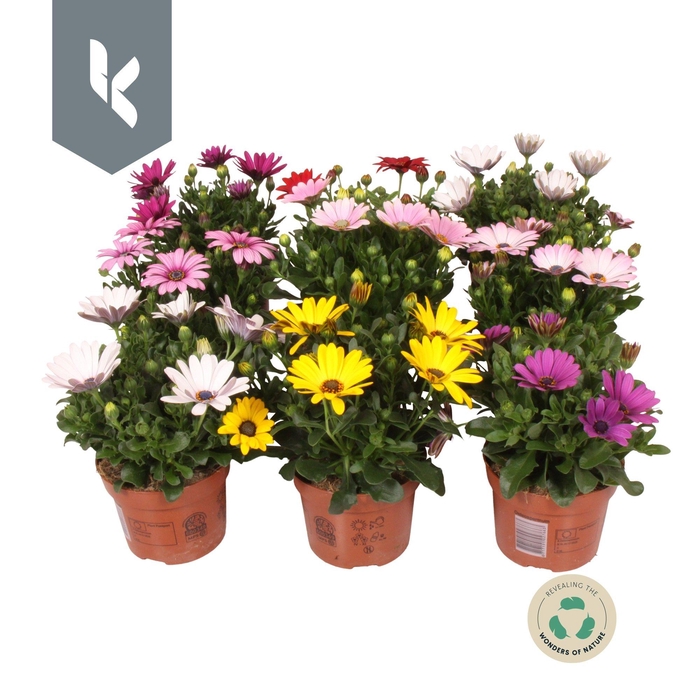 <h4>Osteospermum Mixkar Mix laag</h4>