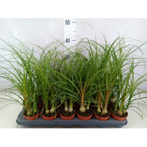 Beaucarnea recurvata