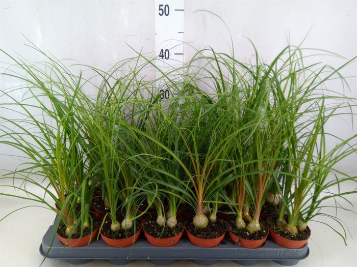 <h4>Beaucarnea recurvata</h4>