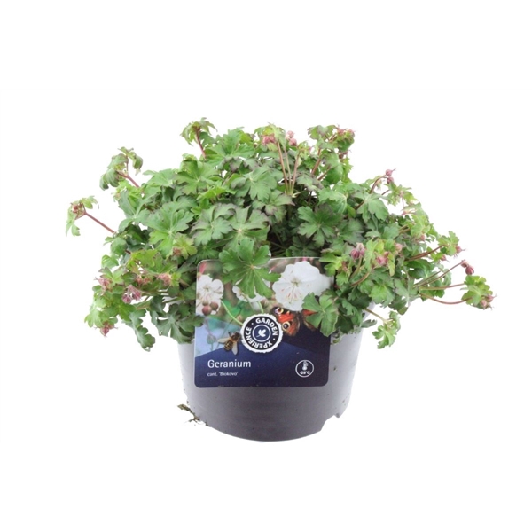 <h4>Geranium cant. Biokovo</h4>