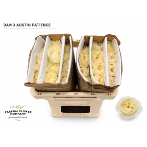 Rosa David Austin Patience