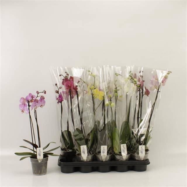 <h4>PHAL GEM</h4>