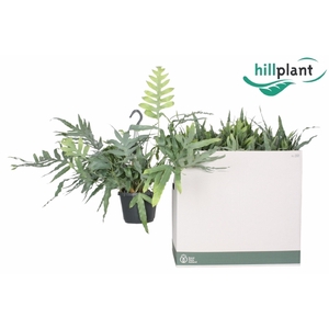 Phlebodium aureum blue star 17Ø 50cm