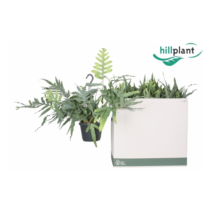 <h4>Phlebodium aureum blue star 17Ø 50cm</h4>