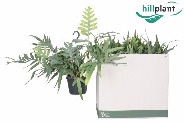 Phlebodium aureum blue star 17Ø 50cm