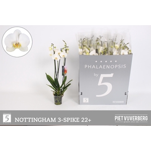 PHAL AN NOTTINGHAM