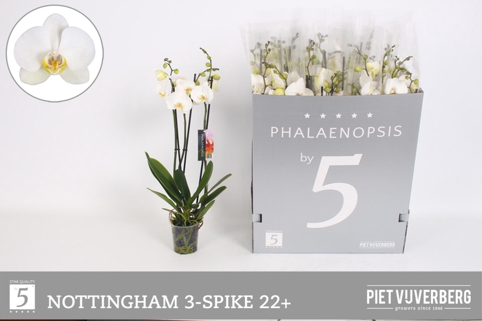 <h4>PHAL AN NOTTINGHAM</h4>
