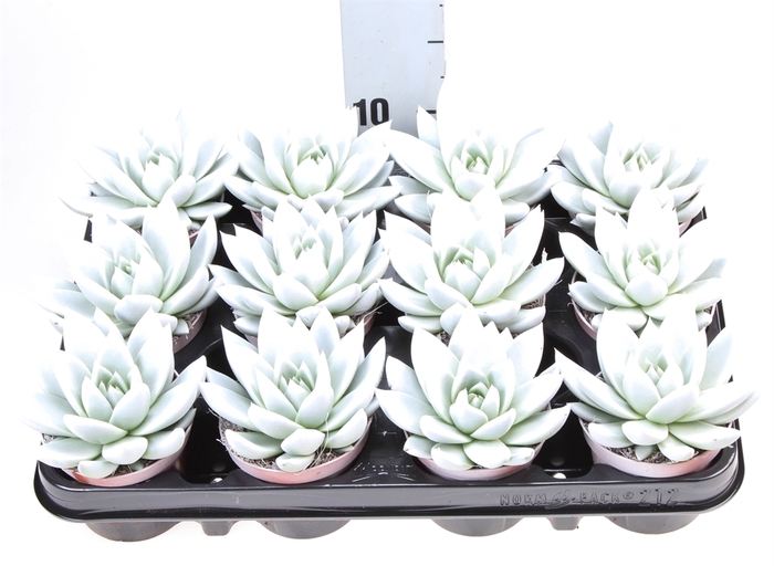 <h4>Echeveria  'Miranda'</h4>