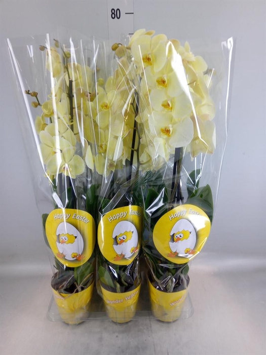 <h4>Phalaenopsis   ...</h4>