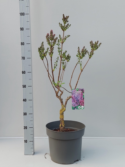 Syri Vulgaris Dark Koster