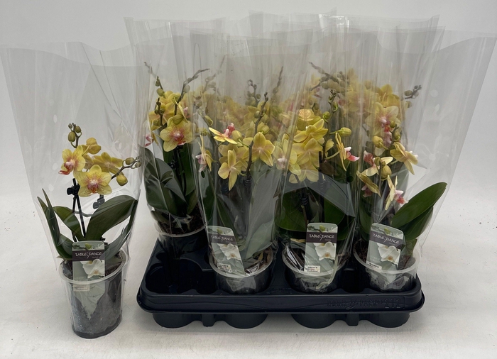 <h4>PHAL OV GEEL</h4>