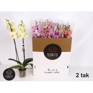 PHAL GEM 8 KL