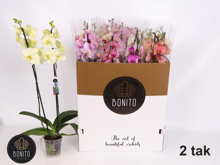 <h4>PHAL GEM 8 KL</h4>