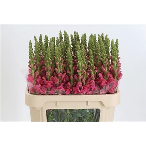 Antir Avignon Rose