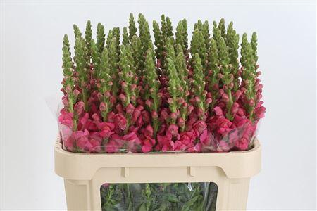 <h4>Antir Avignon Rose</h4>