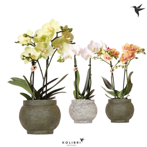 Kolibri Orchids Phalaenopsis mix 2 spike in Ancient pot green